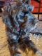 Cockapoo Puppies for sale in Parkville, MD, USA. price: $1,000