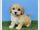 Cockapoo Puppies for sale in Seattle, WA, USA. price: $4,000