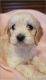 Cockapoo Puppies for sale in Statesville, NC, USA. price: NA