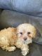Cockapoo Puppies for sale in Ezel, KY 41425, USA. price: NA