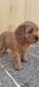 Cockapoo Puppies for sale in Philadelphia, PA, USA. price: $2,000