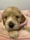 Cockapoo Puppies for sale in Palm Shores, FL 32940, USA. price: $2,500