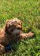 Cockapoo Puppies for sale in Marysville, OH 43040, USA. price: $4,500