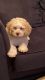 Cockapoo Puppies for sale in Houston, TX, USA. price: $3,000