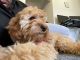 Cockapoo Puppies for sale in Tinley Park, IL, USA. price: $1,000