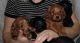 Cockapoo Puppies for sale in Price, UT 84501, USA. price: NA