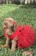 Cockapoo Puppies for sale in Palm Shores, FL 32940, USA. price: $1,400