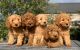 Cockapoo Puppies for sale in Birmingham, AL, USA. price: $680