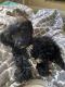 Cockapoo Puppies for sale in San Diego, CA 92108, USA. price: NA