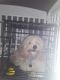 Cockapoo Puppies for sale in Elkton, MD 21921, USA. price: $800