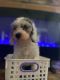 Cockapoo Puppies for sale in Katy, TX, USA. price: NA