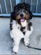 Cockapoo Puppies for sale in Long Beach, CA, USA. price: NA