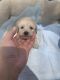 Cockapoo Puppies for sale in Florence, SC, USA. price: $2,000