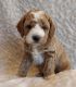 Cockapoo Puppies for sale in Las Vegas, NV 89107, USA. price: $709