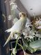 Cockatiel Birds for sale in Tracy, CA, USA. price: $400
