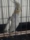 Cockatiel Birds for sale in Lakeport, CA 95453, USA. price: NA
