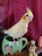 Cockatiel Birds for sale in Struthers, OH 44471, USA. price: NA