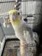 Cockatiel Birds for sale in Boca W Dr, Boca Raton, FL 33434, USA. price: $200