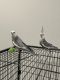 Cockatiel Birds for sale in Sarasota, FL, USA. price: $500