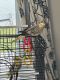 Cockatiel Birds for sale in Grand Rapids, MI, USA. price: NA