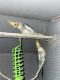 Cockatiel Birds for sale in Lusby, MD 20657, USA. price: $500