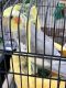 Cockatiel Birds for sale in Tampa, FL, USA. price: NA