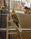 Cockatiel Birds for sale in Chino Valley, AZ, USA. price: NA