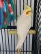 Cockatiel Birds for sale in Montgomery, TX 77356, USA. price: NA