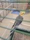 Cockatiel Birds for sale in Canyon, TX 79015, USA. price: NA