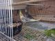Cockatiel Birds for sale in Manchester, TN 37355, USA. price: NA