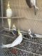 Cockatiel Birds for sale in Whittier, CA, USA. price: NA