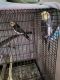 Cockatiel Birds for sale in Lorain, OH, USA. price: $150