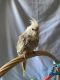 Cockatiel Birds for sale in Irving, TX, USA. price: $300