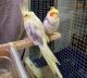 Cockatiel Birds for sale in Monroe, OH, USA. price: NA
