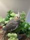 Cockatiel Birds for sale in New Bern, NC, USA. price: $225