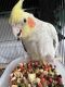 Cockatiel Birds for sale in 7812 Windsong Pl SW, Albuquerque, NM 87121, USA. price: NA