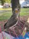 Cockatiel Birds for sale in Irving, TX, USA. price: $250