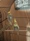Cockatiel Birds for sale in Nashua, NH, USA. price: NA