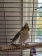 Cockatiel Birds for sale in Moon Twp, PA 15108, USA. price: NA
