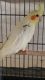 Cockatiel Birds for sale in Acton, CA 93510, USA. price: NA