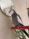 Cockatiel Birds for sale in El Cajon, CA, USA. price: $150