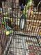 Cockatiel Birds for sale in Killeen-Temple-Fort Hood, TX, TX, USA. price: NA