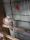 Cockatiel Birds for sale in Tumwater, WA 98512, USA. price: NA