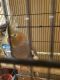 Cockatiel Birds for sale in Black Lick, PA, USA. price: $375