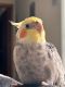 Cockatiel Birds for sale in Erie, PA, USA. price: NA