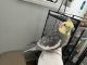 Cockatiel Birds for sale in McHenry, IL, USA. price: $275