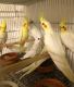Cockatiel Birds for sale in Provo, UT, USA. price: NA