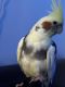 Cockatiel Birds for sale in 460 E Washington Ave, Escondido, CA 92025, USA. price: NA