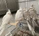 Cockatiel Birds for sale in Passaic, NJ, USA. price: NA