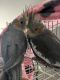Cockatiel Birds for sale in Las Vegas, NV, USA. price: NA